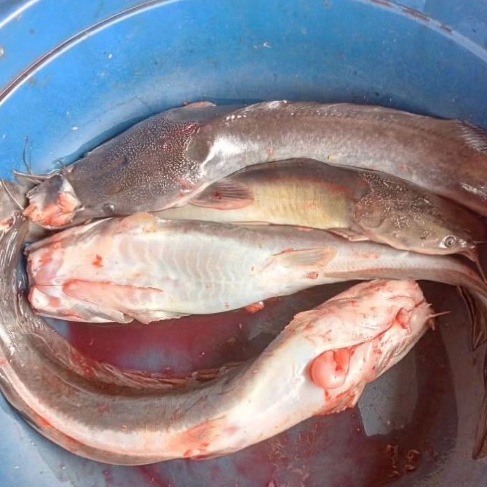 Ikan Lele 1 kg