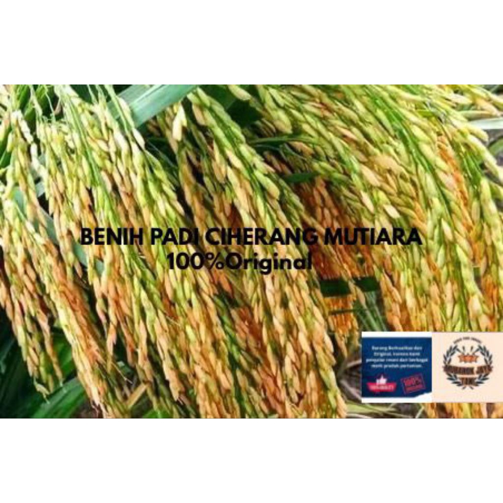 Benih padi varientasi Ciherang mutiara 5KG