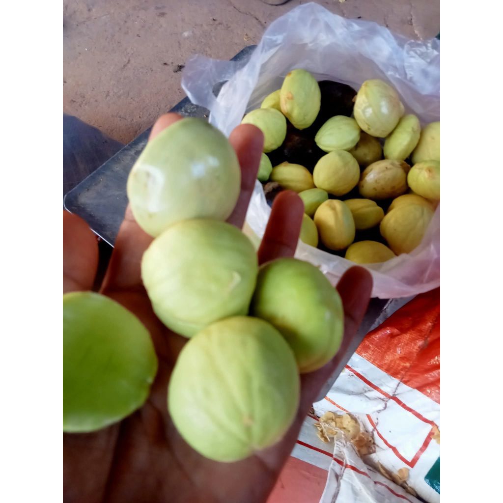 jengkol muda,jengkol lalap,Renyah.