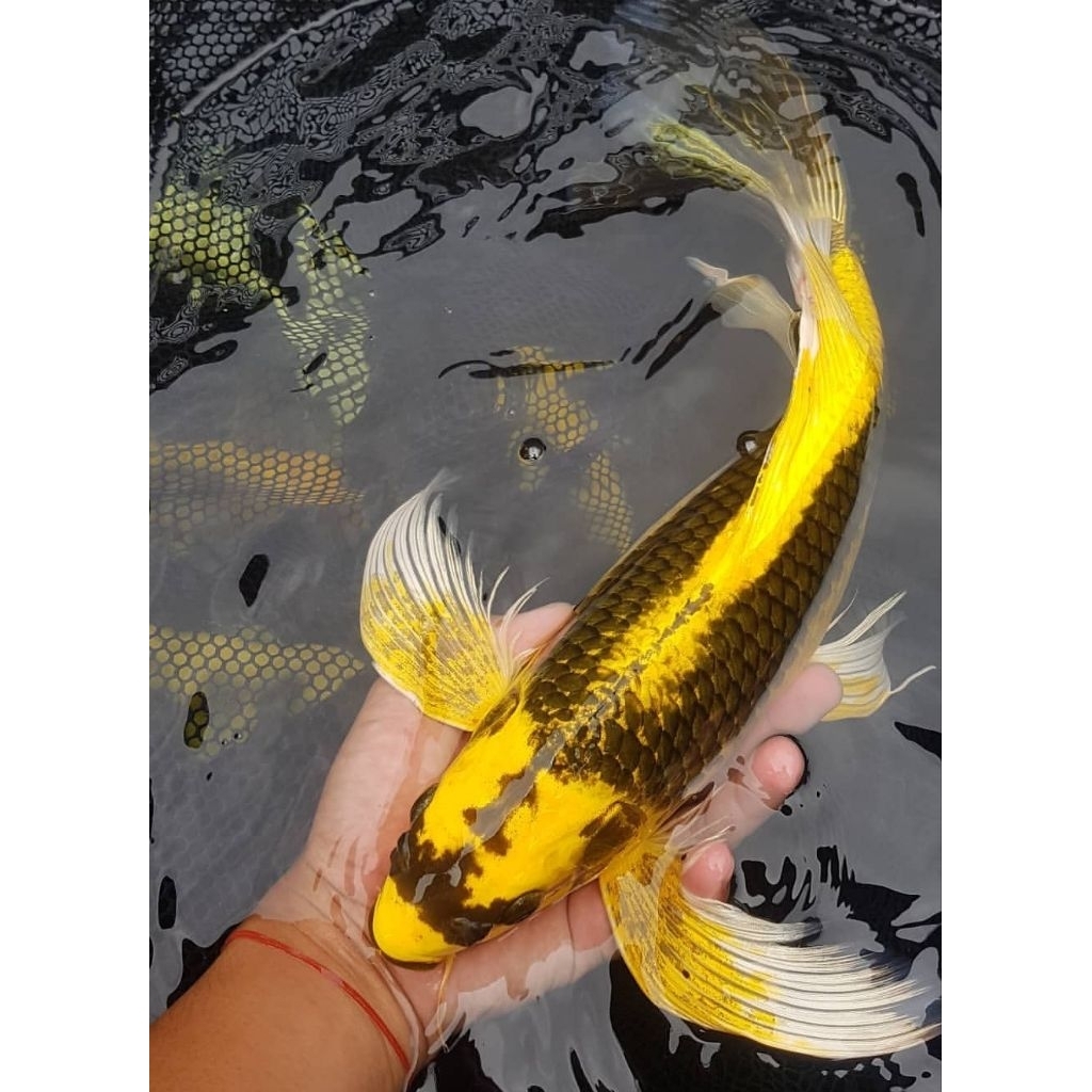 koi kabuto slayer gondrong butterfly Grade A 30-35Cm