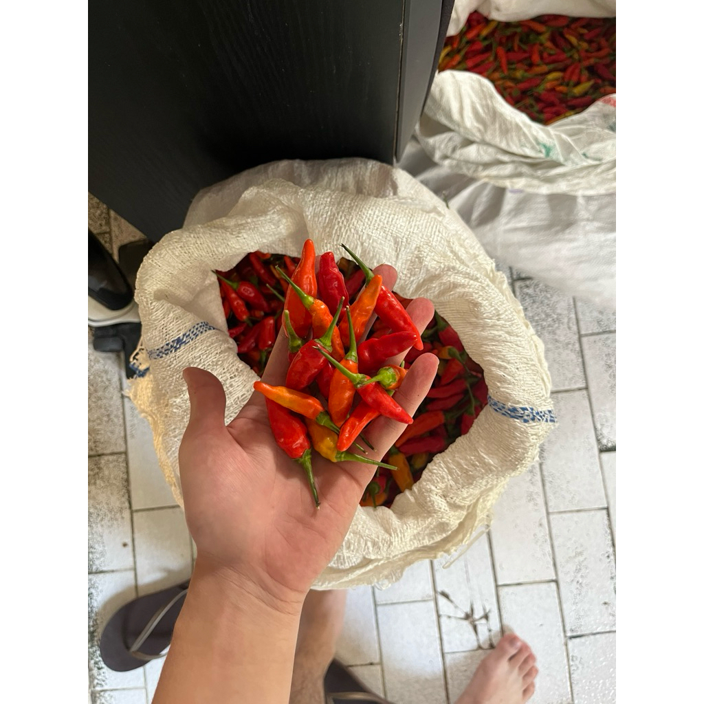 Cabe rawit domba/cengek domba/cabai rawit domba