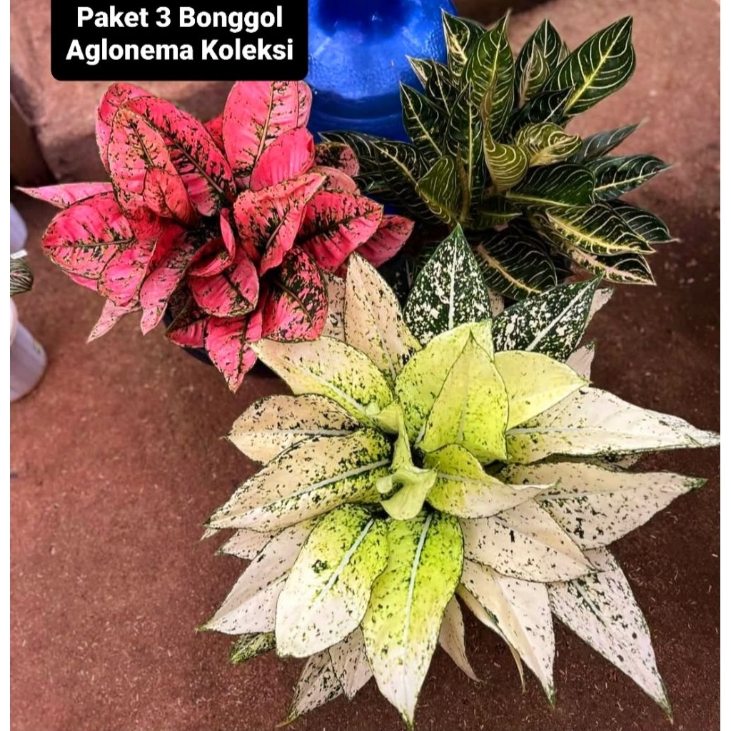 Promo   Paket 3 Bonggol Aglonema Asli BERAKAR Pasti Tumbuh | Bonggol Aglonema Sehat Segar