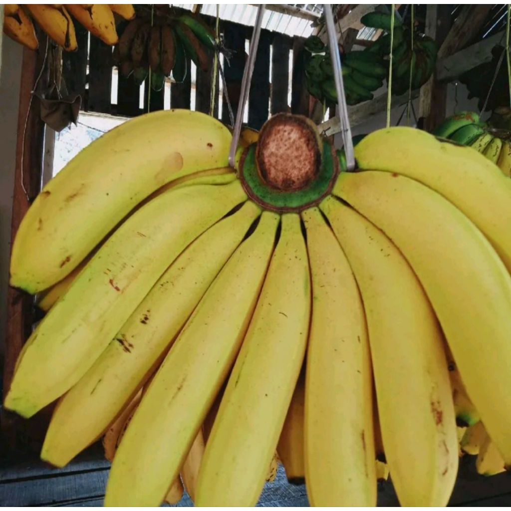 pisang Ambon 1kg promo