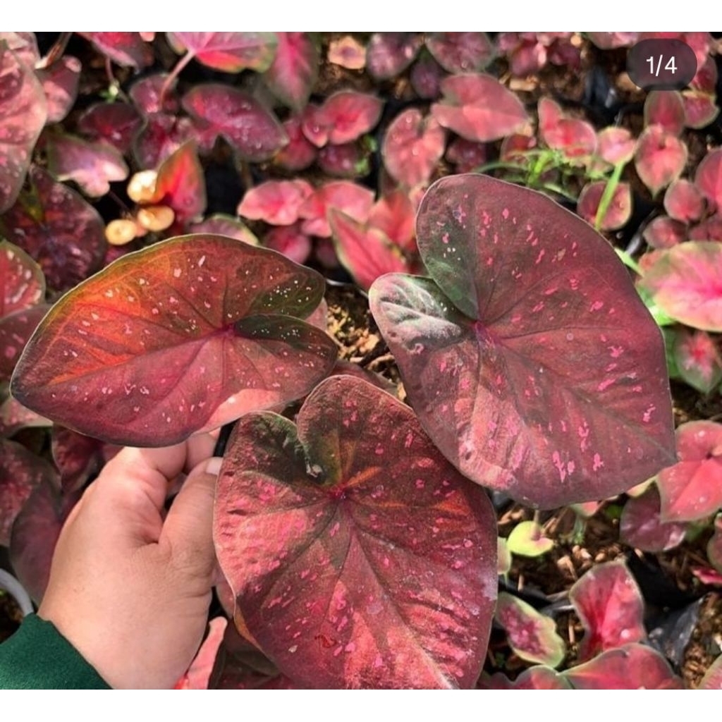 Tanaman hias keladi import