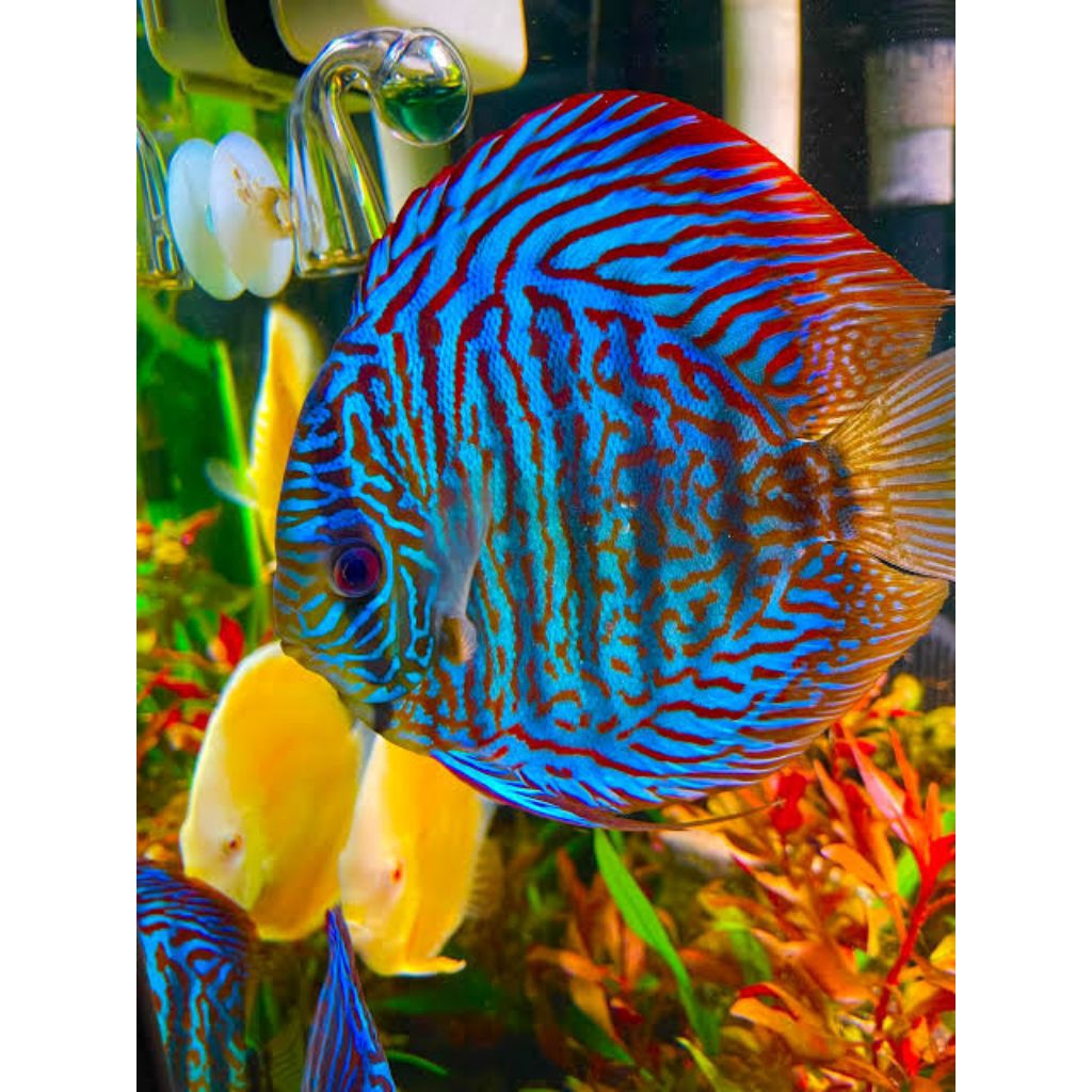 discus galaxy mozaik mulai ukuran 2cm-2inch discus