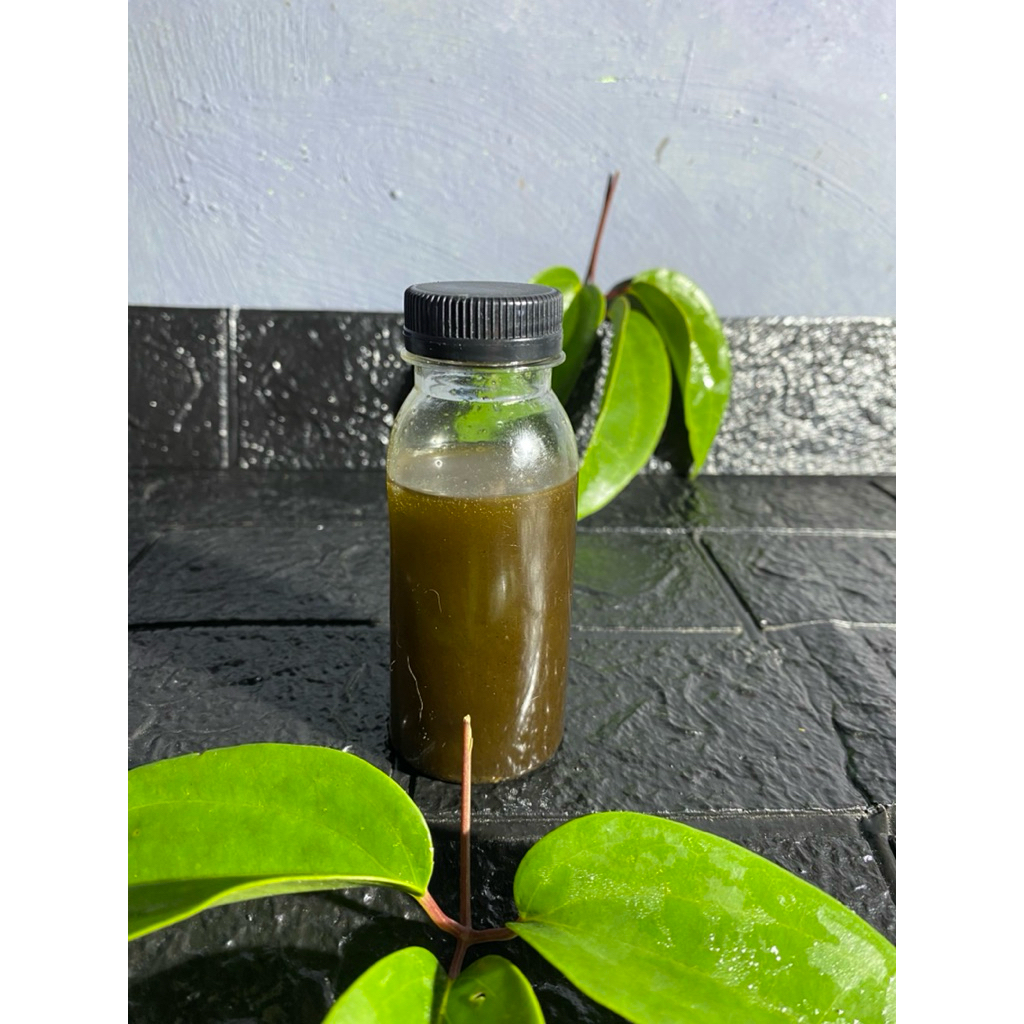 minyak bungkus daun 3 jari tradisional asli papua