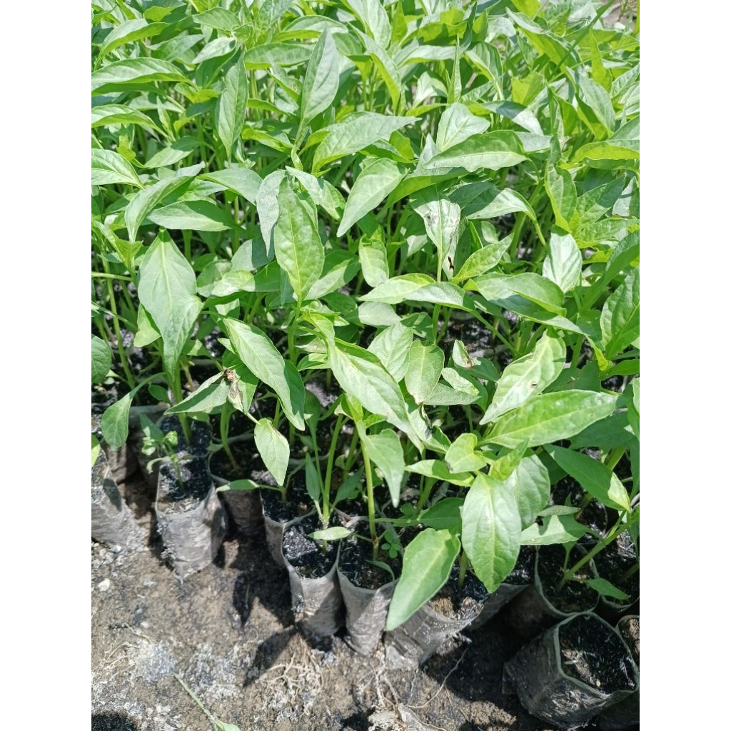 Bibit Cabe Merah Siap Tanam