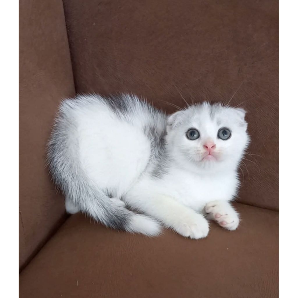 Scootish fold jantan