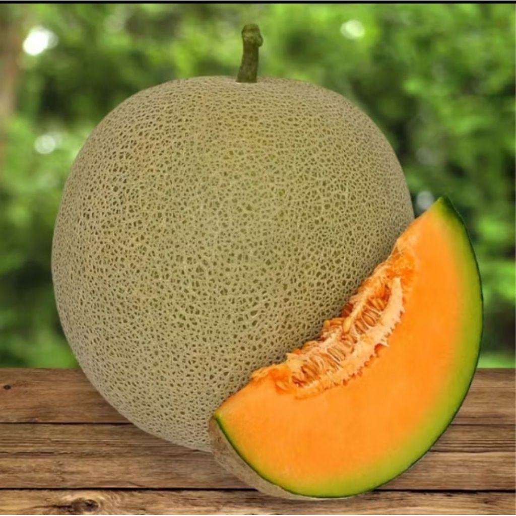 PROMO TERLARIS  100 BENIH MELON MADU/BIBIT MELON/BIBIT MELON MADU SUPER