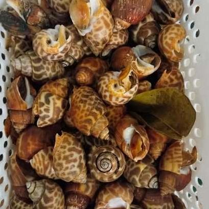 Keong Macan Hidup Keong Macan Segar 1Kg Seafood Segar Keong Laut