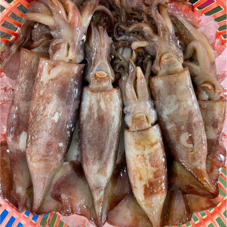 Cumi 1Kg Cumi Basah Cumi Segar Cumi Jumbo Cumi Besar Cumi Kondom Cumi Tube Seafood Cumi Cumi Basah S