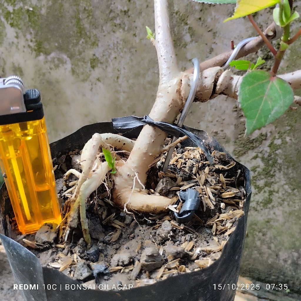 Bahan Bonsai Waru Taiwan Meliuk | Waru Taiwan Prokar | Waru Taiwan Mame