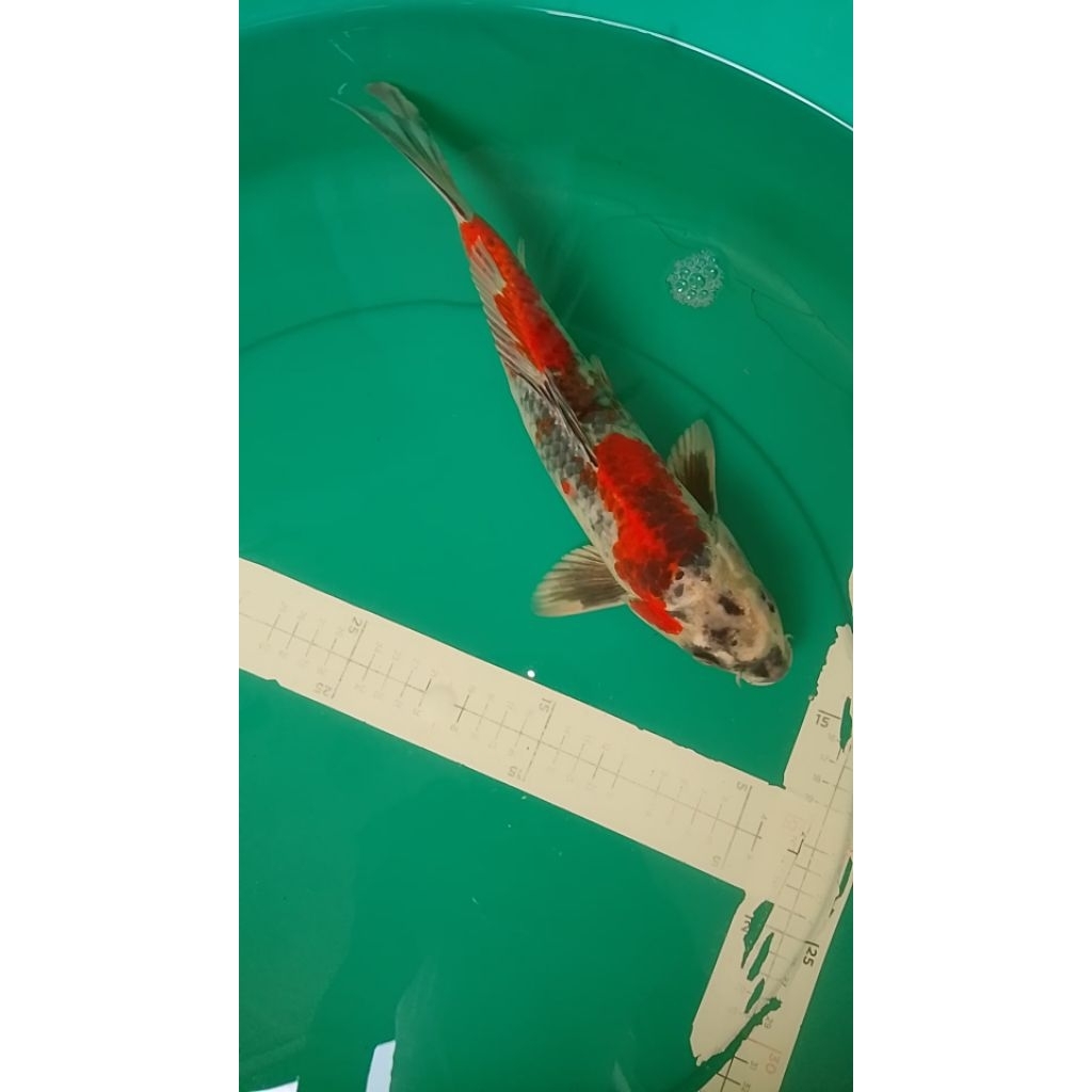 Ikan koi KIN SHOWA 37cm warna metalik antik