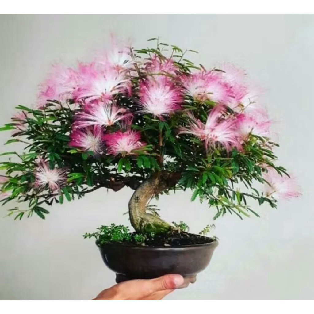 Bonsai Putri Malu Bunga Murah