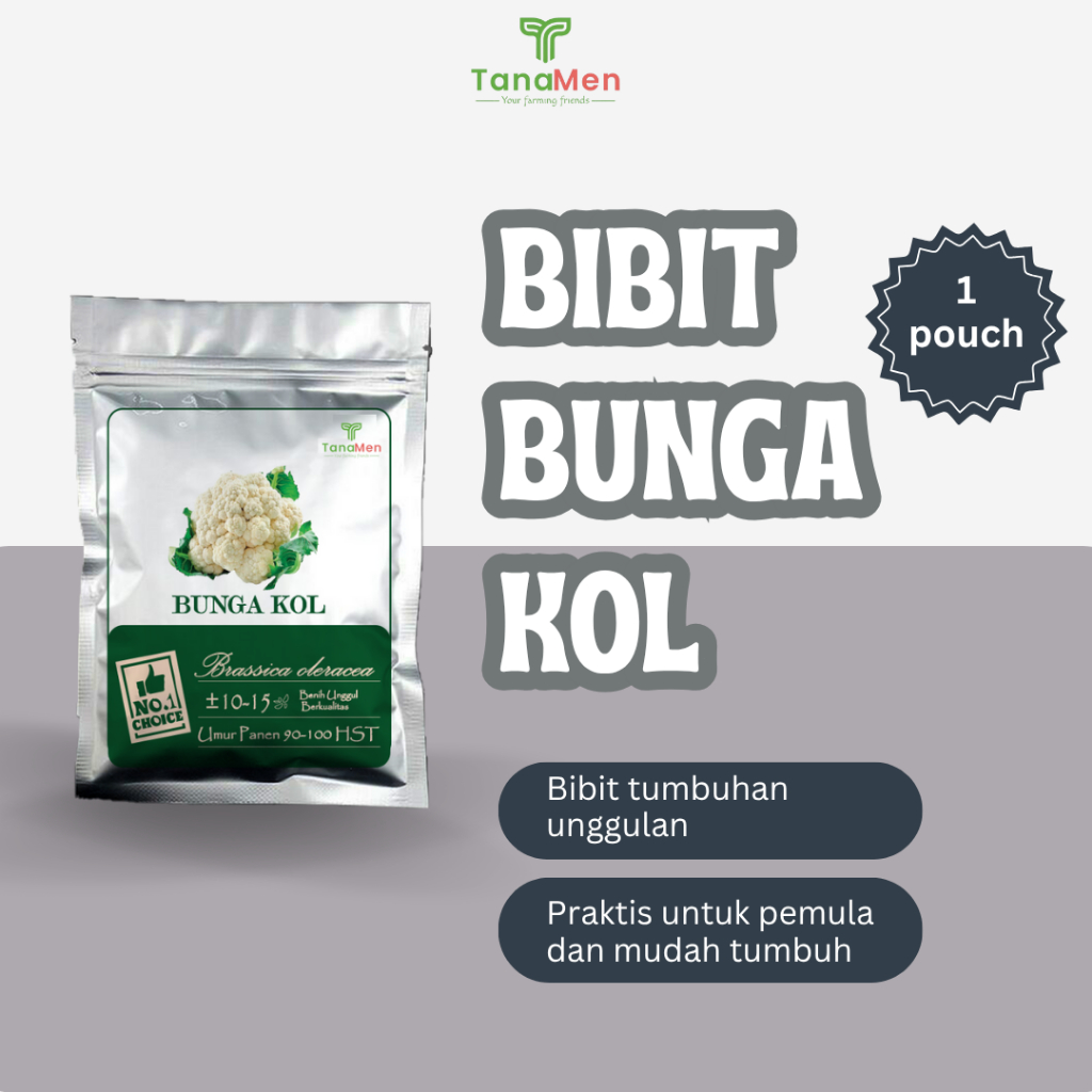 Tanamen Bibit Bunga Kol - Bibit Berkualitas Kembal Kol - Bibit Unggul Bunga Kol