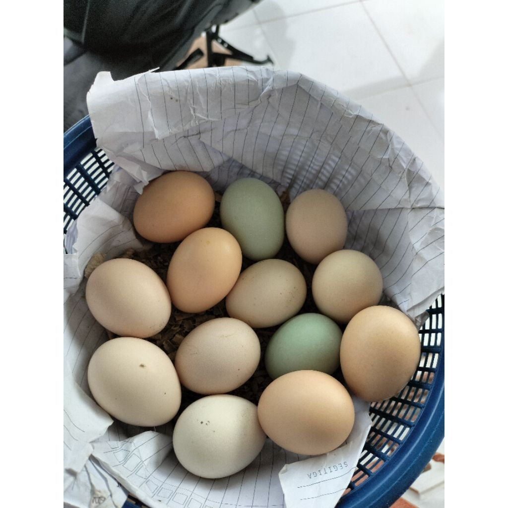 Telur ayam Bangkok pakhoy fertil bisa ditetaskan( dijamin fertil )