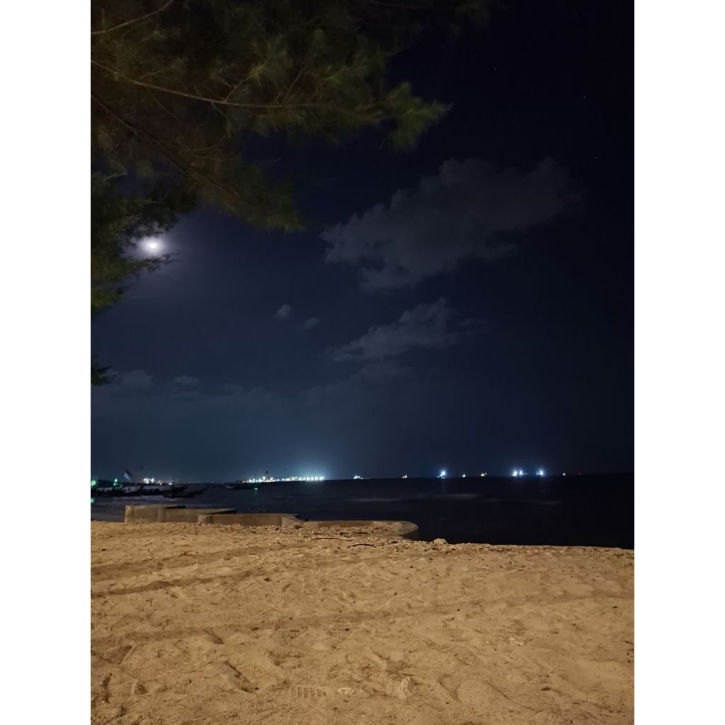 Tanaman akar kucing /catnip 500/tanaman