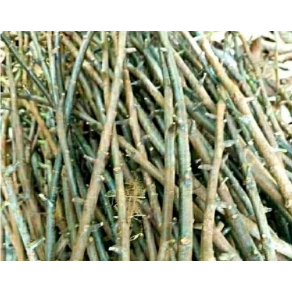 Entres kakao betbagsi jenis, MCC 01, MCC 02, BB 01, BB 02, KLON 45, SULAWESI 01, SULAWESI 02.