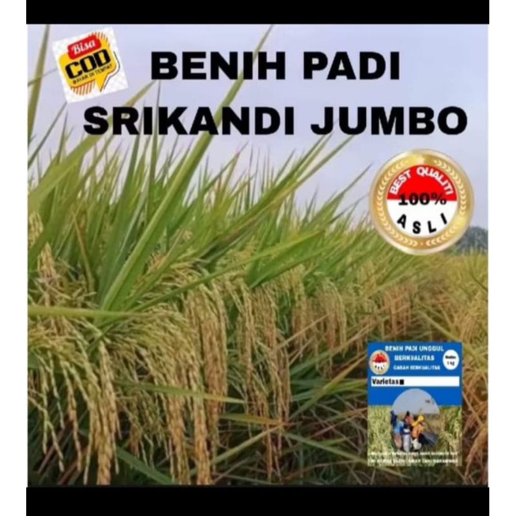 BENIH PADI SRIKANDI JUMBO KEMASAN 5KG