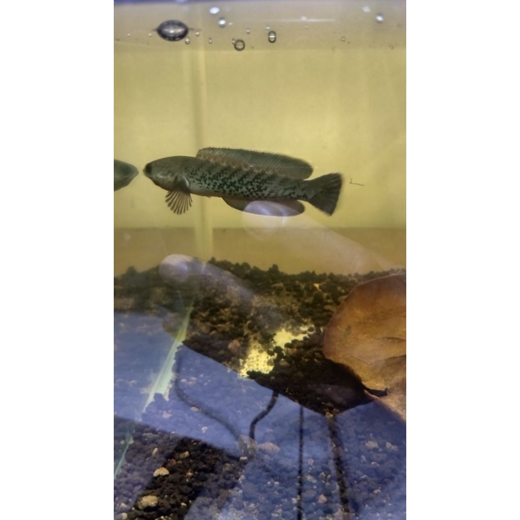 patung channa stewarti karbialong