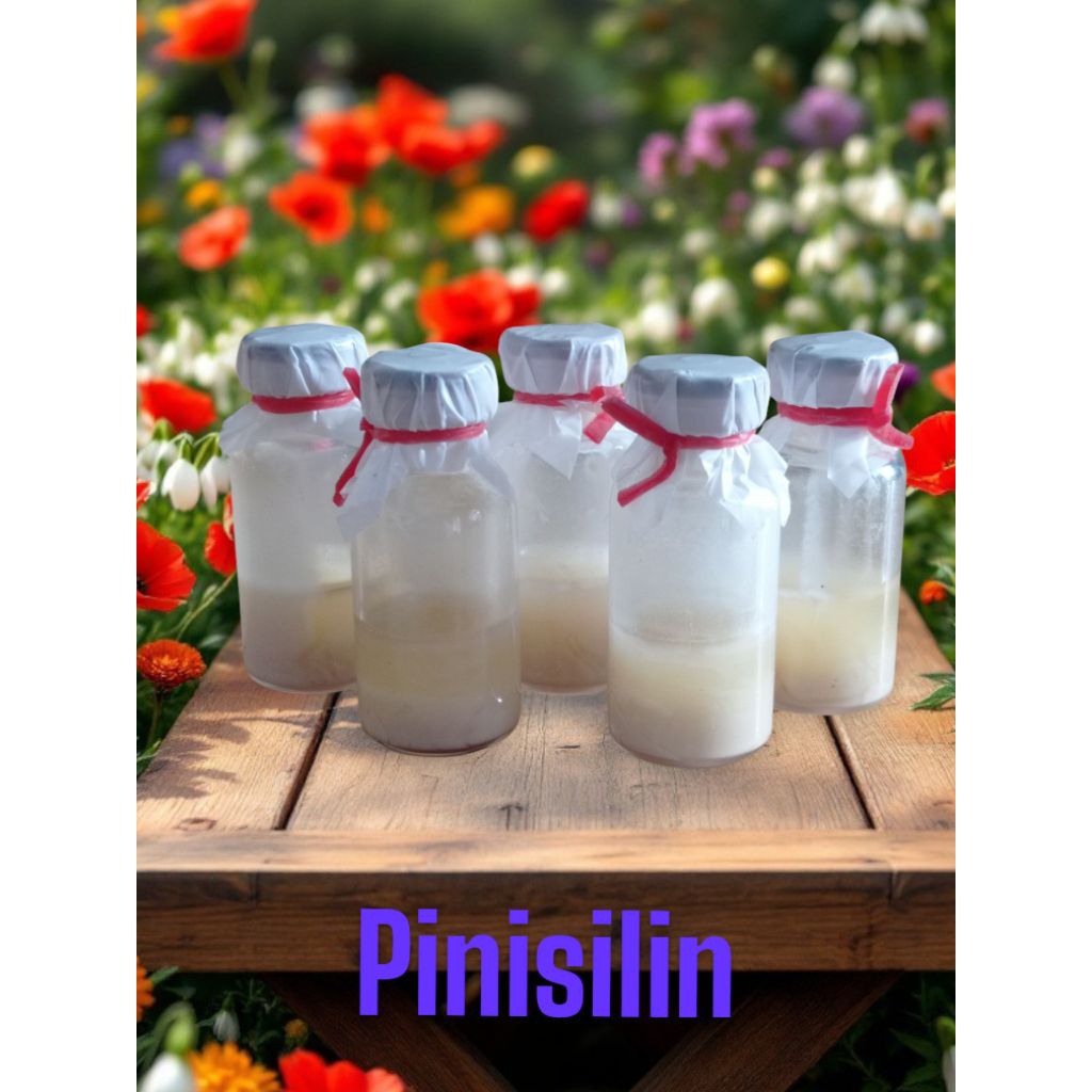 pinisilin