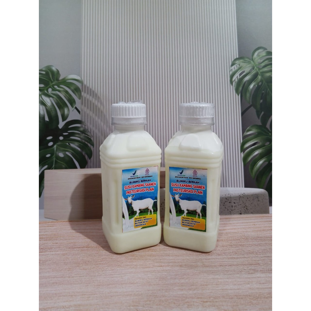 susu kambing saanen