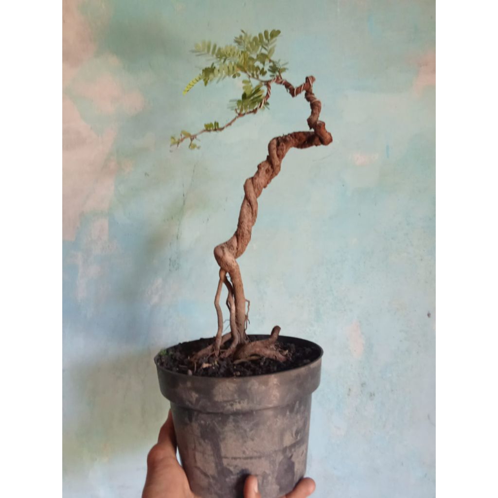 bahan bonsai asem manis meliuk liuk sesuai gambar