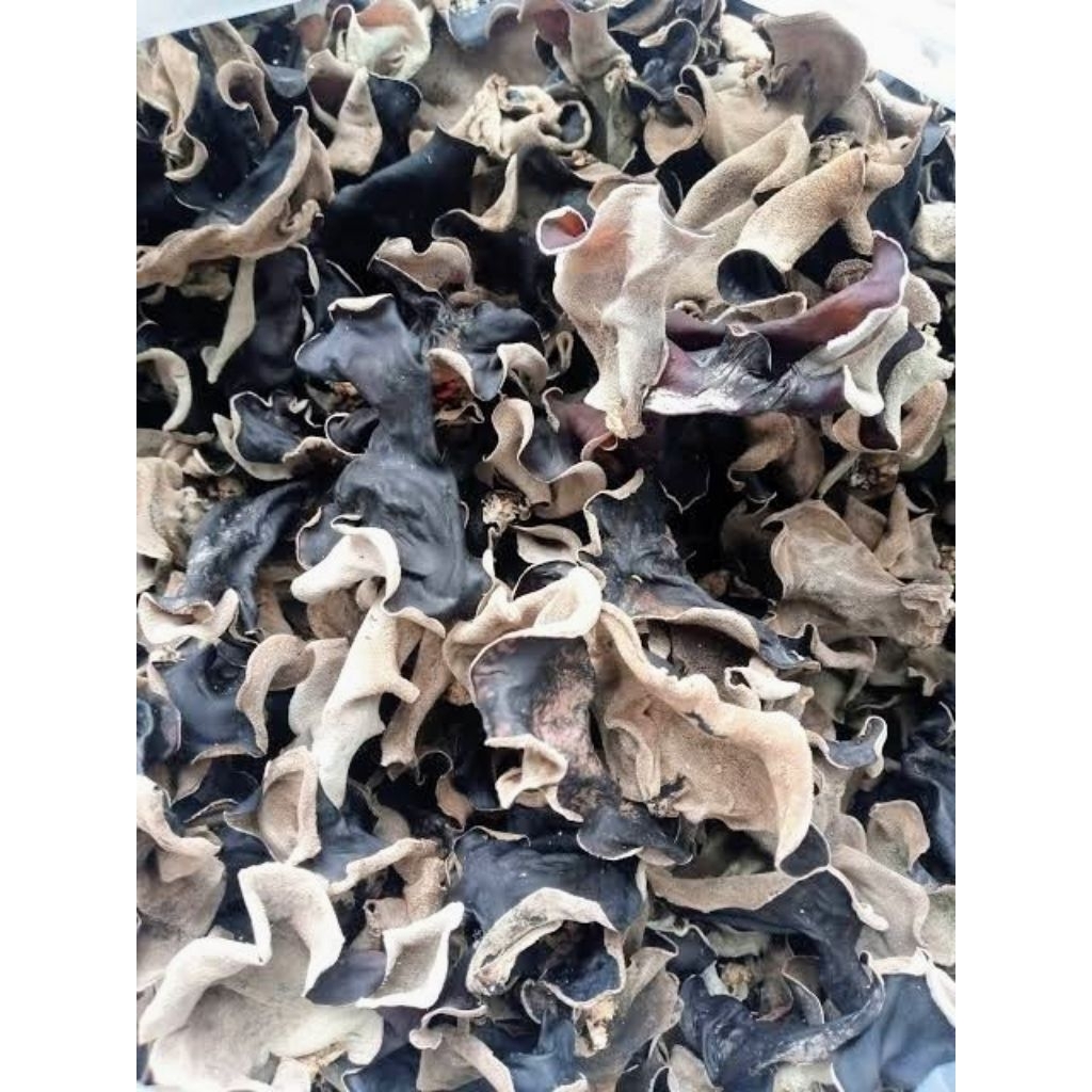 JAMUR KUPING KERING 1KG / JAMUR KUPING