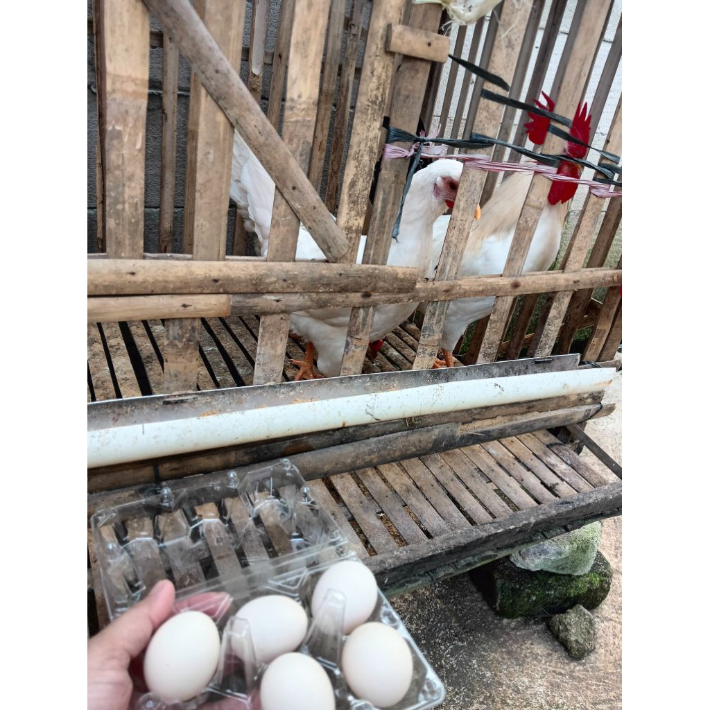 telur fertil ayam elba