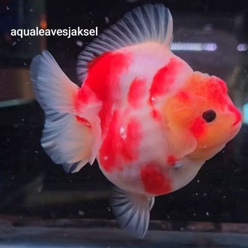 ikan koki oranda short tail sakura jumbo