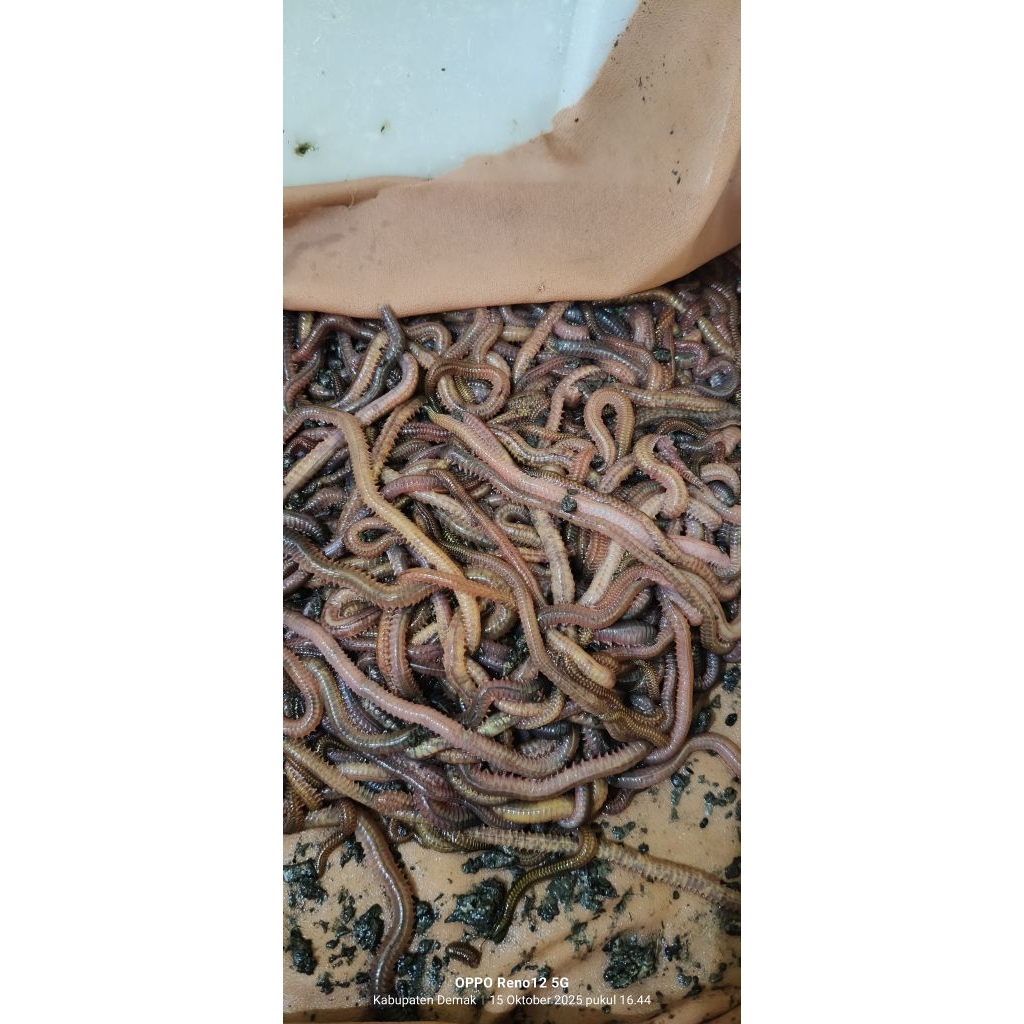 UMPAN SEGALA JENIS IKAN/GALATAMA LELE, CACING NAGA LAUT, CACING LOR, CACING KILONG