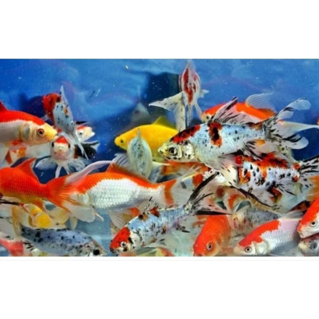 dekorasi Akuarium stiker komet slayer merah putih belang2 isi 10