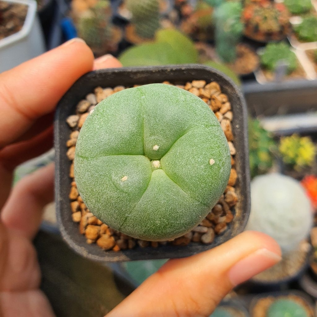 Lophophora diffusa ssp. koike