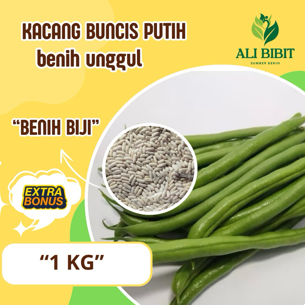 1 Kg> Biji  Kacang Buncis Putih Baby>Bibit Benih kacang Buncis Putih>Bonus Benih