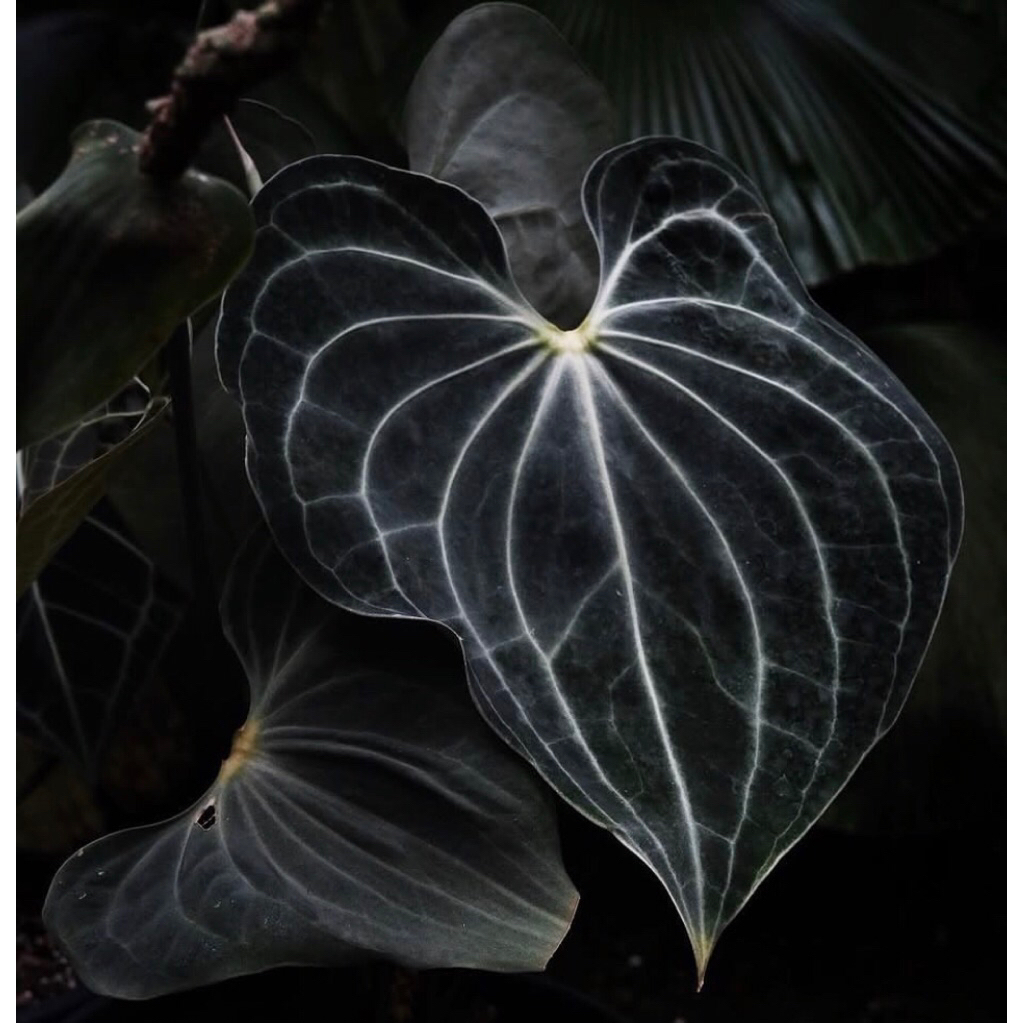 Anthurium Clarinervium King Baby - Tanamanhias anthurium Clarinervium King