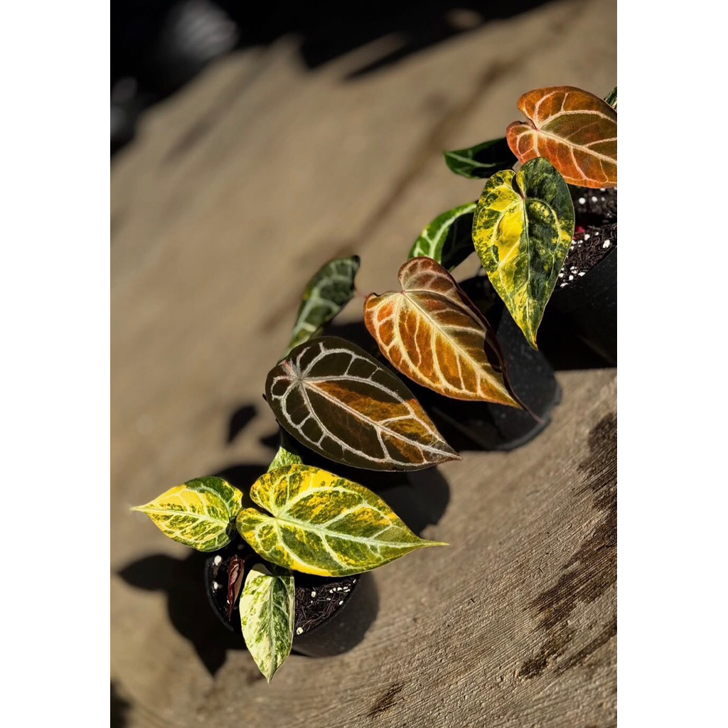 Anthurium Varigata - Kuping gajah Anthurium Varigated