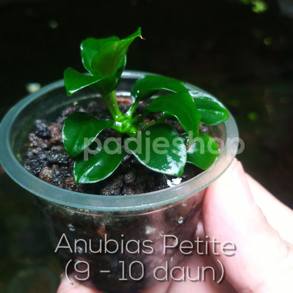 Anubias Petite tanaman aquascape