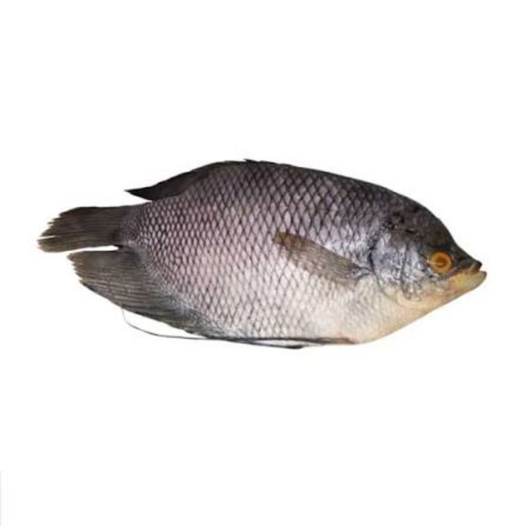 ikan gurame fresh 1 ekor