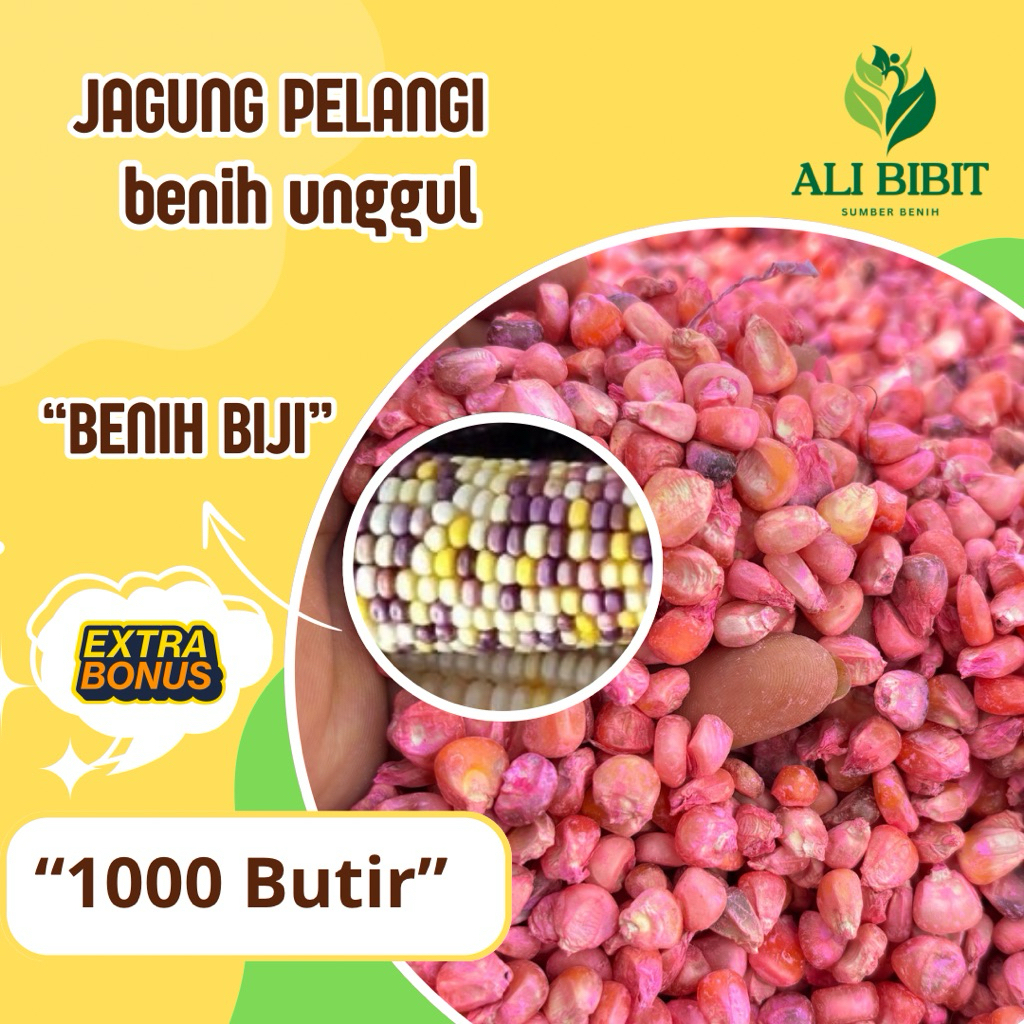 1000 Butir > Biji Bibit Jagung Pelangi > Benih Jagung Pelangi 4 Warna > Bonus Benih