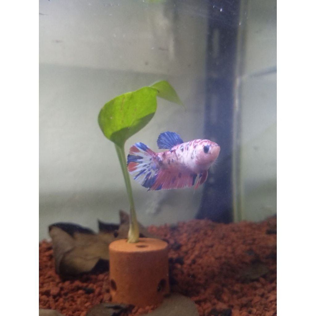 hiasan female giant multi