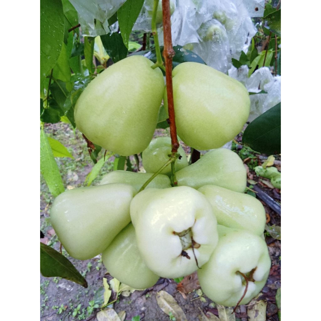 jambu air madu deli  1 kg buat rujakan