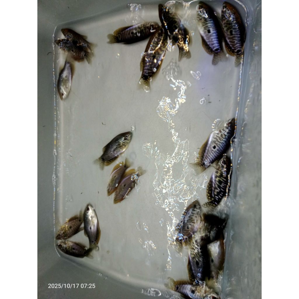 promo ikan hias sepat mutiara