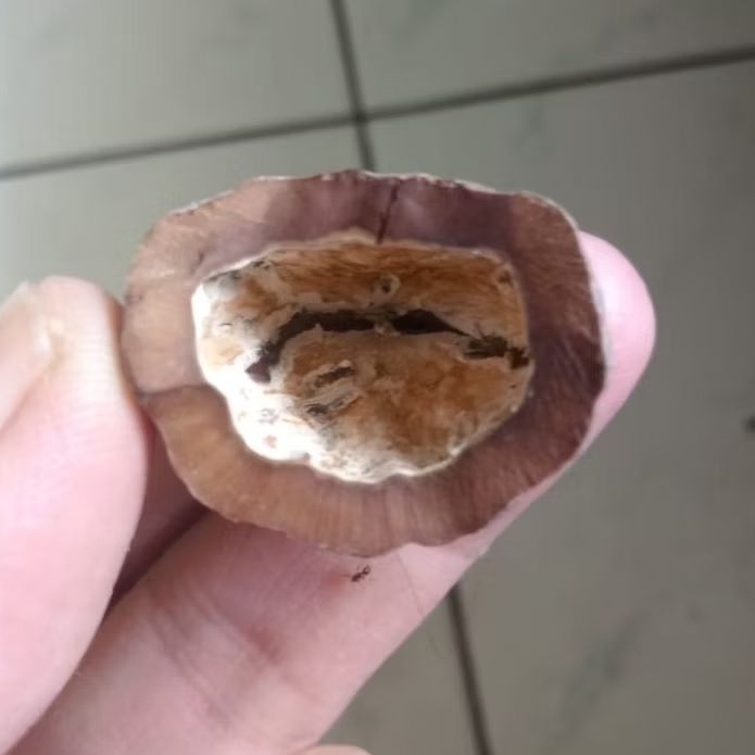 Kemiri Adu Muncang Adu Dampa Betina Yanti Rajabatok Ori