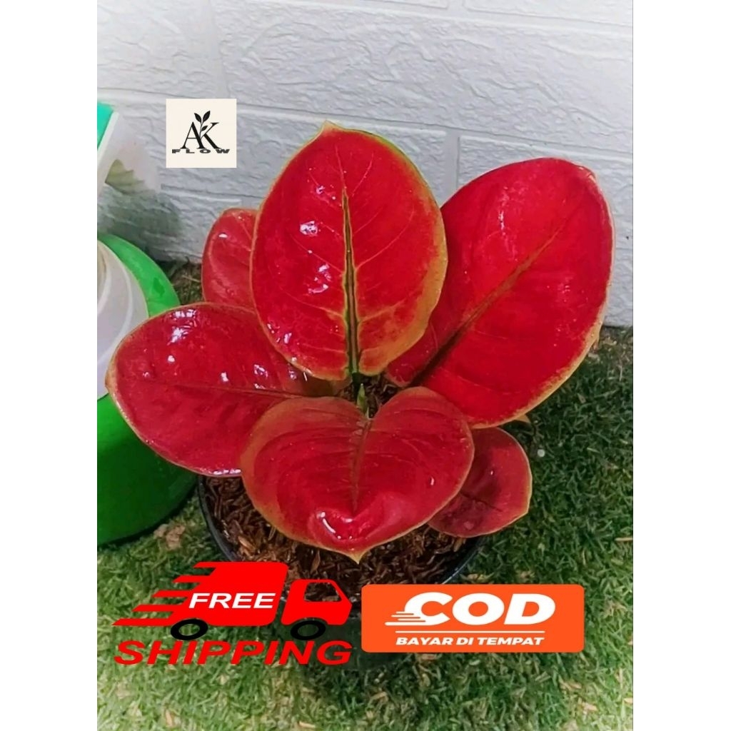 Tanaman hias aglonema ayunindi rimbun remaja termurah