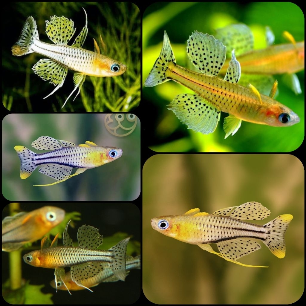 ikan pseudomugil getrudae spotted blue eye untuk aquarium dan aquascape