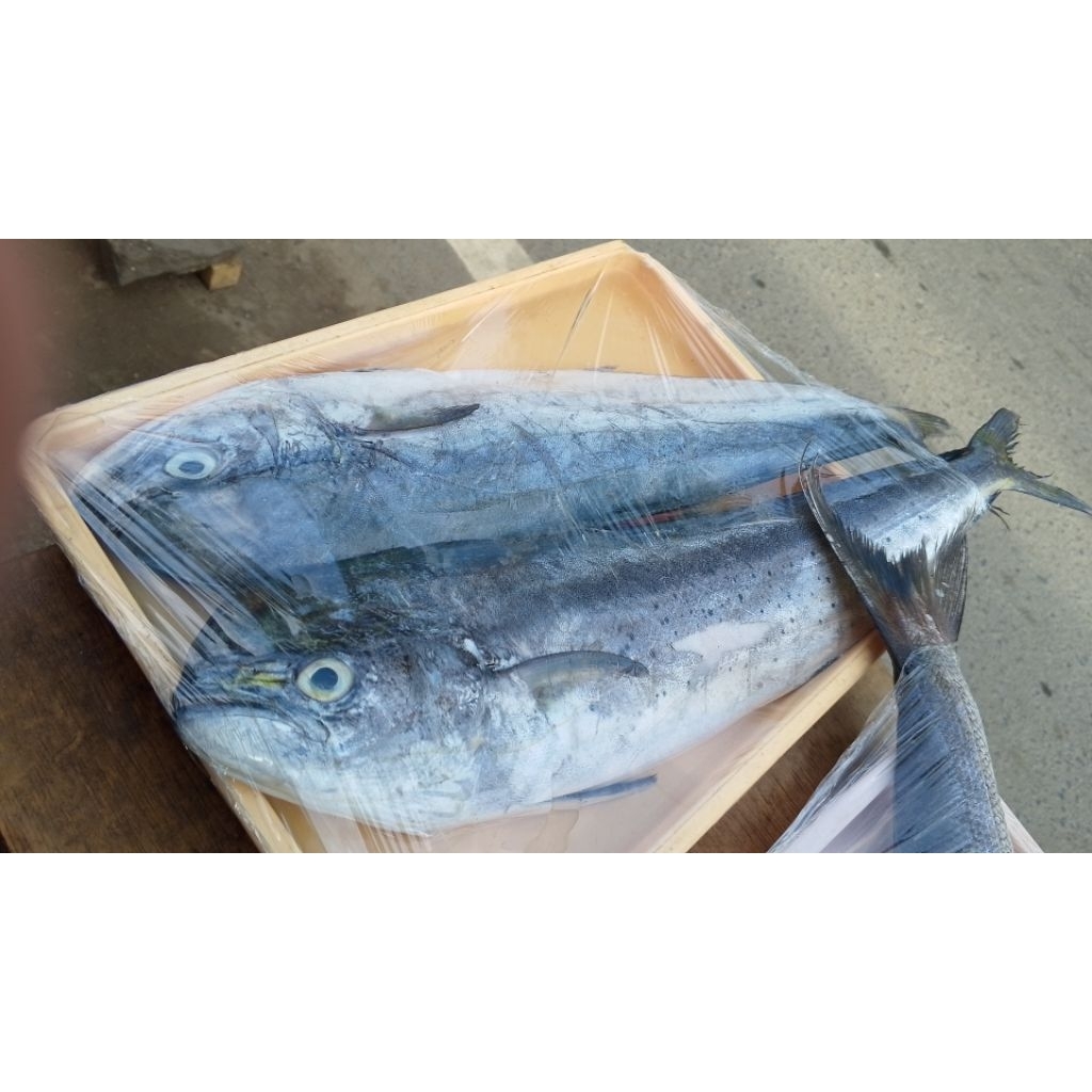 Ikan belitong segar.ikan belitung.ikan segar. ikan laut segar.