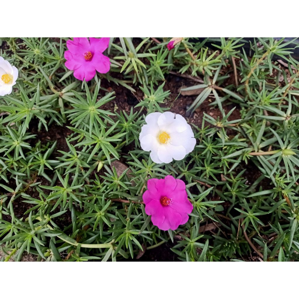 Bunga krokot jenis bunga jumbo