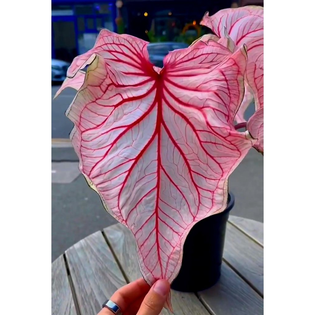 Tanaman Hias Keladi Thai Beauty Bunga Hias Keladi Caladium Anakan Murah Merah BUKAN BONGGOL Tanaman 