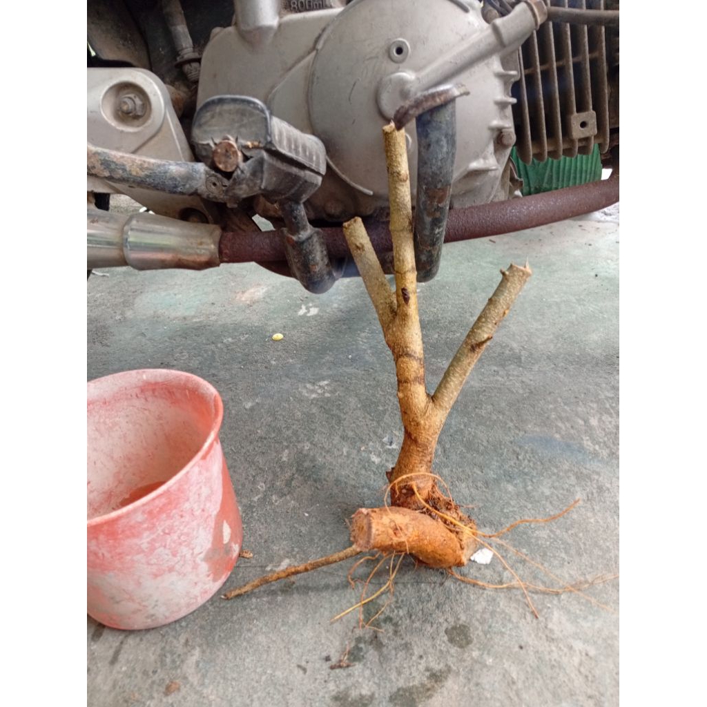 sisir dongkelan akar batang tanaman sisir bahan bonsai kecil