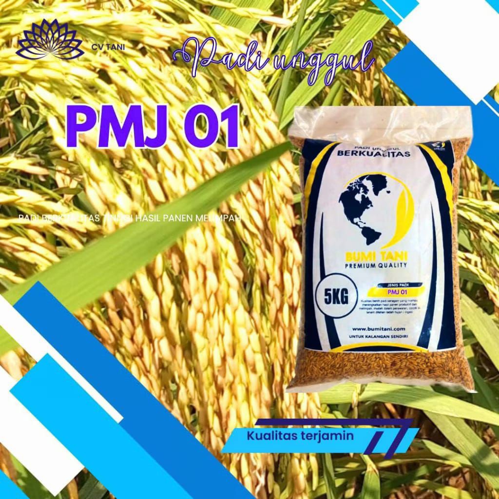 bibit padi terbaru unggul PMJ 01 5KG